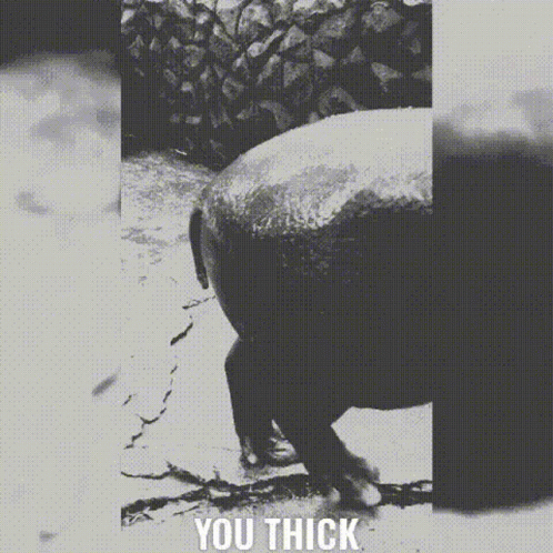 Thick Hippo GIF - Thick Hippo Anime GIFs