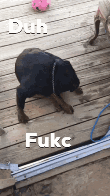a picture of a dog with the words duh fukc on it