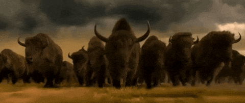 a herd of bison are walking through a grassy field .