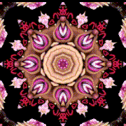 a kaleidoscope of pink and brown flowers with a black background