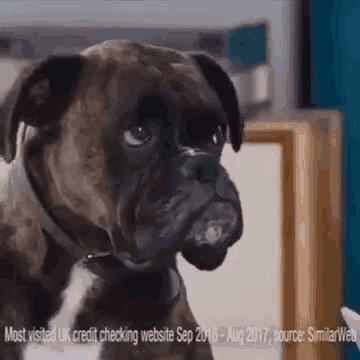 a boxer dog is looking at the camera with a serious look on its face .