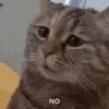 a close up of a cat 's face with the words `` no '' written below it .
