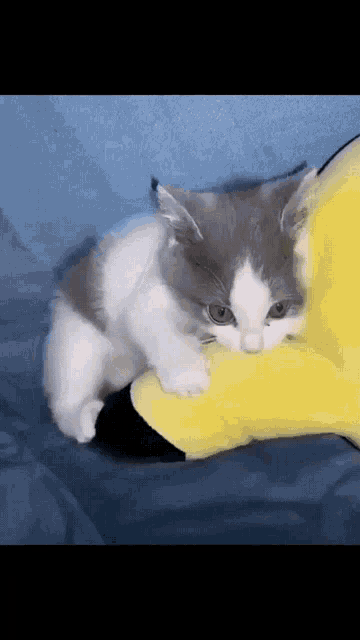 Kitten Pikachu GIF - Kitten Pikachu Hyper GIFs