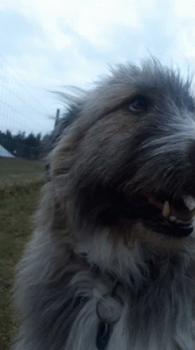 Kratu Selfie GIF - Kratu Selfie Dog GIFs