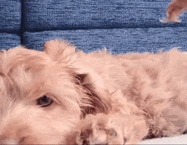 a dog laying on its back with a blue background