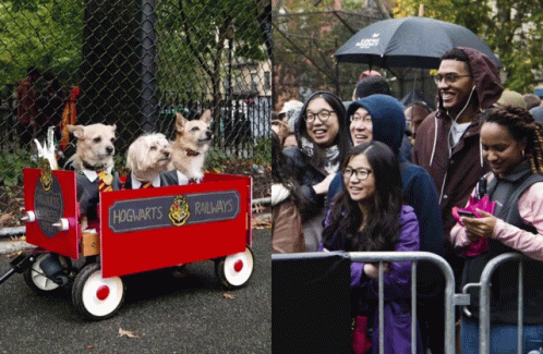 Dogs In Costumes Pet Parade GIF - Dogs In Costumes Pet Parade Mardi Gras GIFs