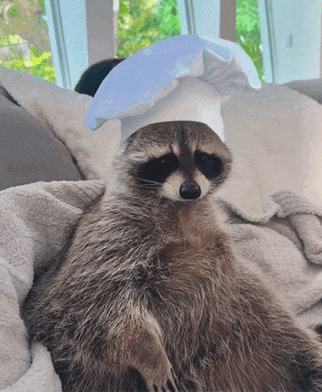 a raccoon wearing a chef hat is laying on a bed