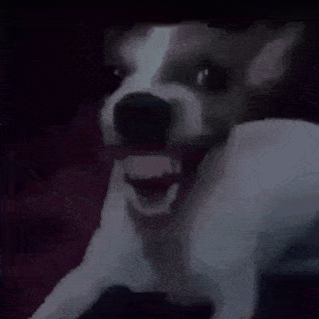 a dog with its mouth open is looking at the camera in the dark .