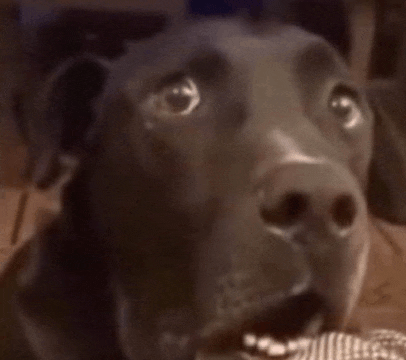 a close up of a black dog with its mouth open looking at the camera .