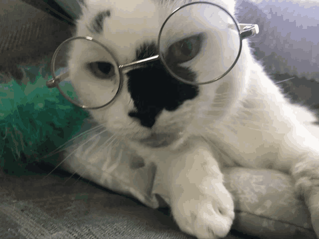 a black and white cat wearing glasses laying on a pillow