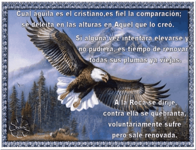 a picture of a bald eagle flying in the sky with a quote in spanish