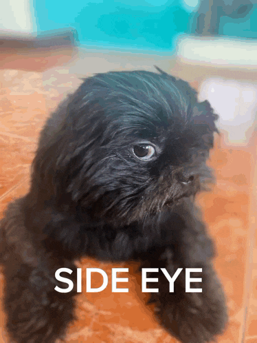 a small black dog is laying on a tiled floor with the words side eye above it