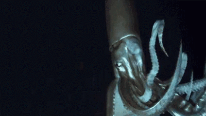 Squid Octopus GIF - Squid Octopus Deepwater GIFs