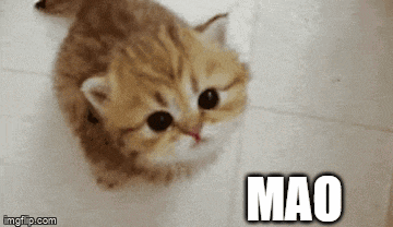 a kitten is looking up at the camera while sitting on a white tile floor .