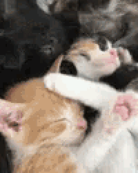 a group of kittens are sleeping on top of each other on a couch .