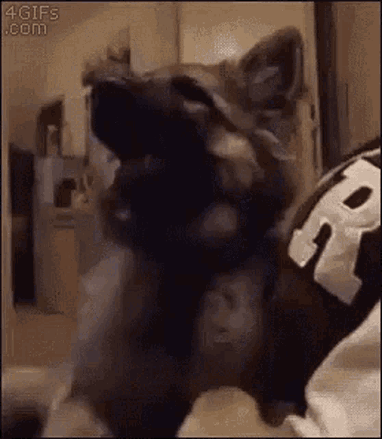 a german shepherd dog is sitting on a person 's lap and looking at the camera .