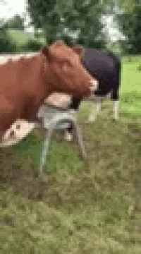 a brown and white cow is standing in a grassy field .