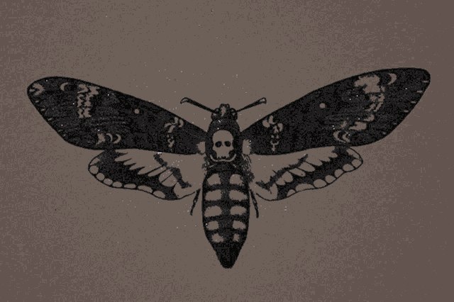 Moth Acherontia Atropos GIF - Moth Acherontia Atropos Hawkmoth GIFs