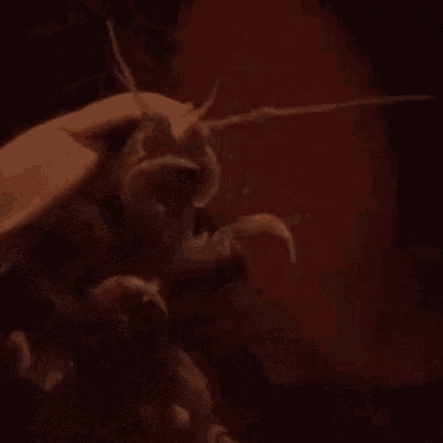 a close up of a person holding a lobster in their hand in a dark room .