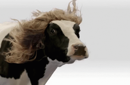 Sexy Cow Hair GIF - Sexy Cow Hair What GIFs