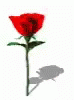 Rose Dance GIF - Rose Dance GIFs