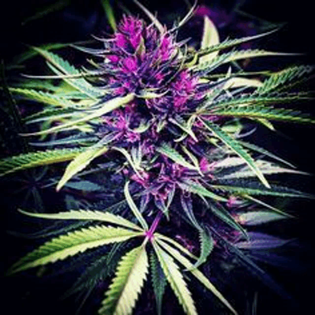 a close up of a marijuana plant with green leaves and purple flowers .