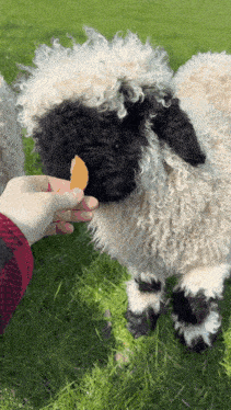 a person is feeding a sheep a piece of cheese