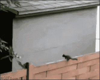 Dumb Silly GIF - Dumb Silly Stupid GIFs