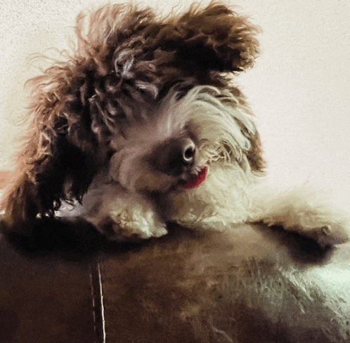 a brown and white dog with a red tongue is laying on a brown leather couch