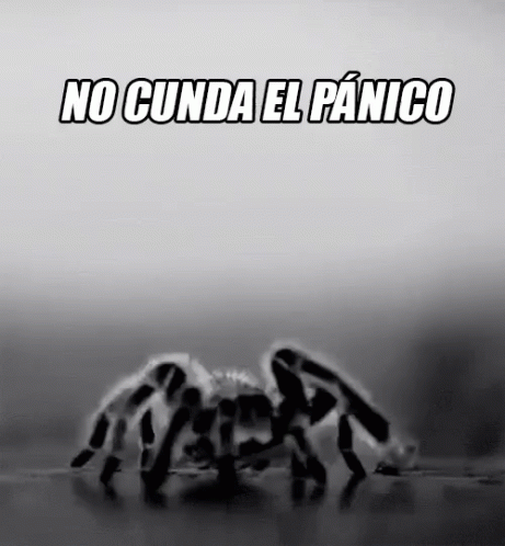 No Cunda El Pánico GIF - No Cunda El Panico Panico Araña GIFs
