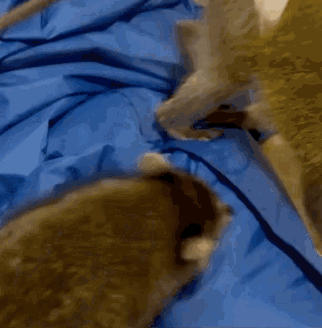 a dog is laying on a blue blanket next to another dog