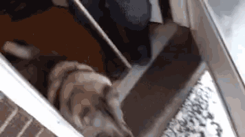 a dog is laying in a doorway next to a person .