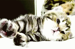 Cat Kitten GIF - Cat Kitten Sleepy GIFs