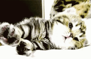 a kitten is laying on its back with its paws outstretched