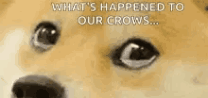 a dog with a caption that says `` what 's happened to our crows ... '' .