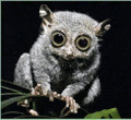 a small animal with big eyes is sitting on a branch looking at the camera .