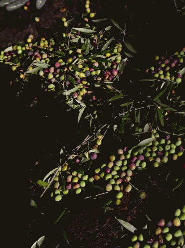 Hand Olives GIF - Hand Olives Harvest GIFs
