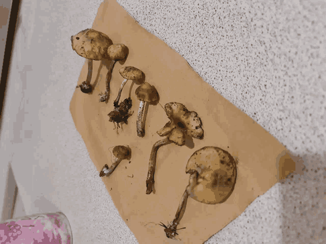 a bunch of mushrooms are on a piece of paper