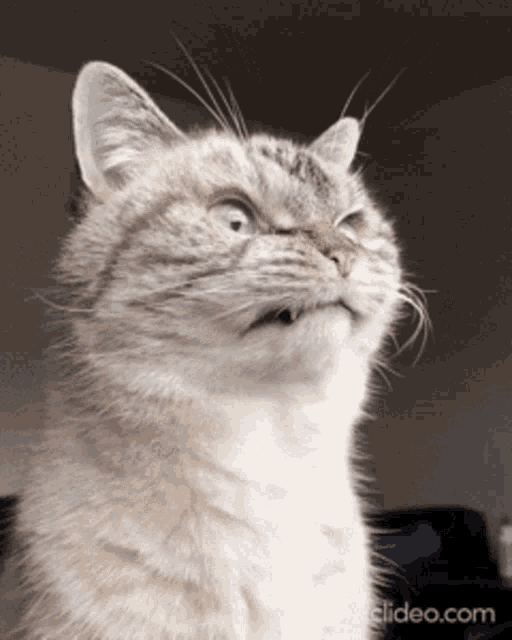 Cat Kiteh GIF - Cat Kiteh Angry GIFs