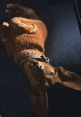 a dachshund wearing a brown sweater and collar is laying upside down