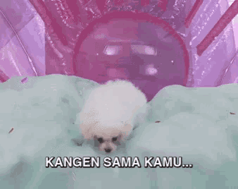 a small white dog is laying on a blanket with the words kangen sama kamu written on it .