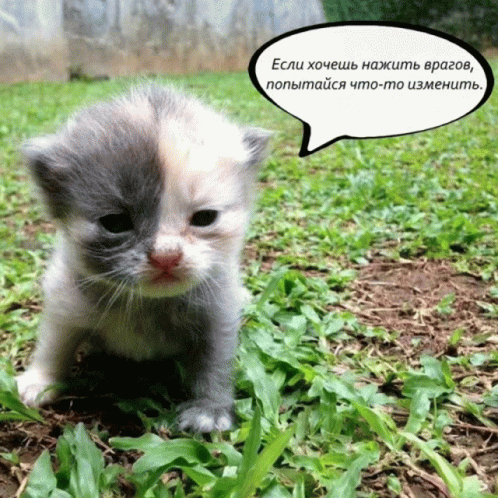 Cat Philosophy GIF - Cat Philosophy Quotes About Life GIFs