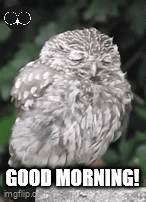 Owl Morning Owl GIF - Owl Morning Owl Good Morning GIFs