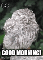 an owl with its eyes closed is sitting on a rock with the words good morning written below it