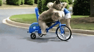 Dog In Training Bike Ride GIF - Dog In Training Bike Ride GIFs