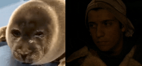 a close up of a seal and a close up of a man 's face