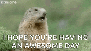 a groundhog says `` hey ! i hope you 're having an awesome day '' while sitting in the grass .