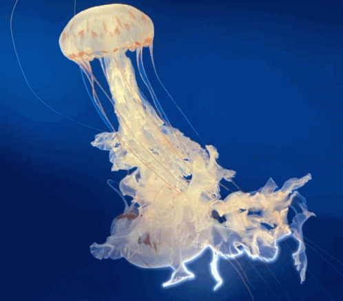Jellyfish Ocean GIF - Jellyfish Ocean Life GIFs