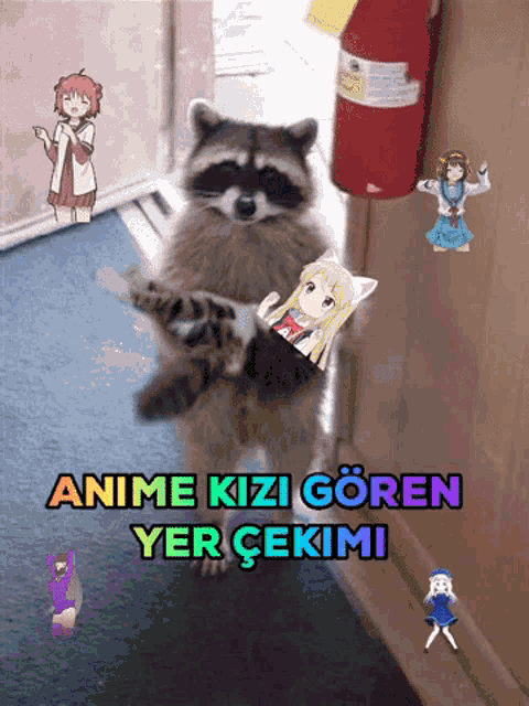 a raccoon holding a sticker of a girl with the words anime kizi goren yer cekimi