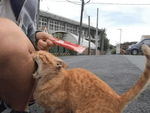 a cat is licking a person 's leg while a person holds a red ice cream stick .